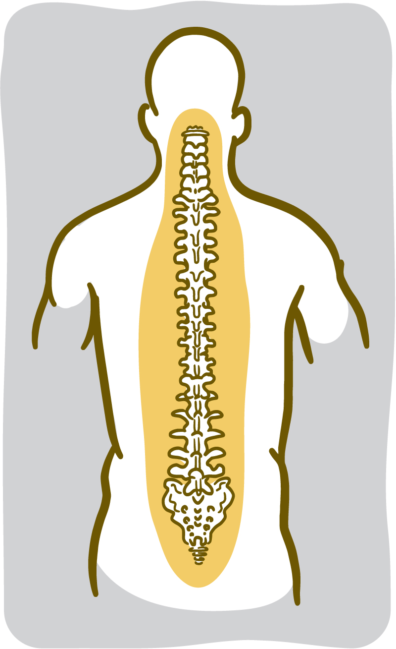 Illustration of the spinal bones.