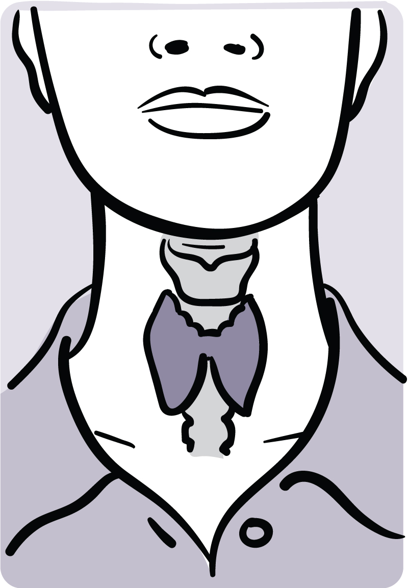 Illustration showing the location of the thyroid in the neck.