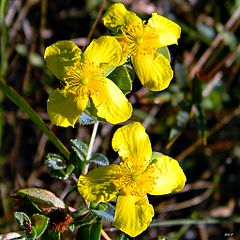 St. John’s wort