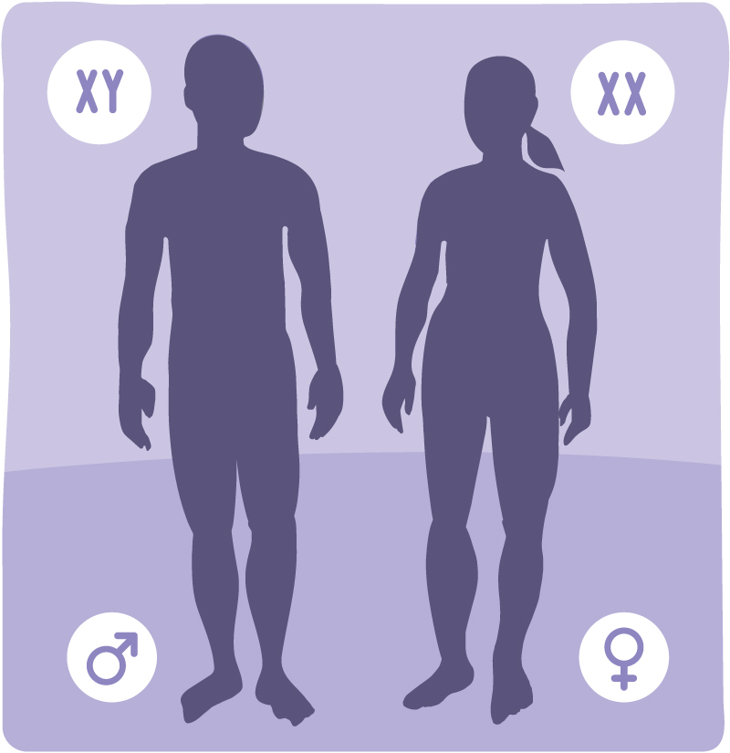 Silhouettes of a man and a woman showing the XY symbol next to the male and XX next to the female.