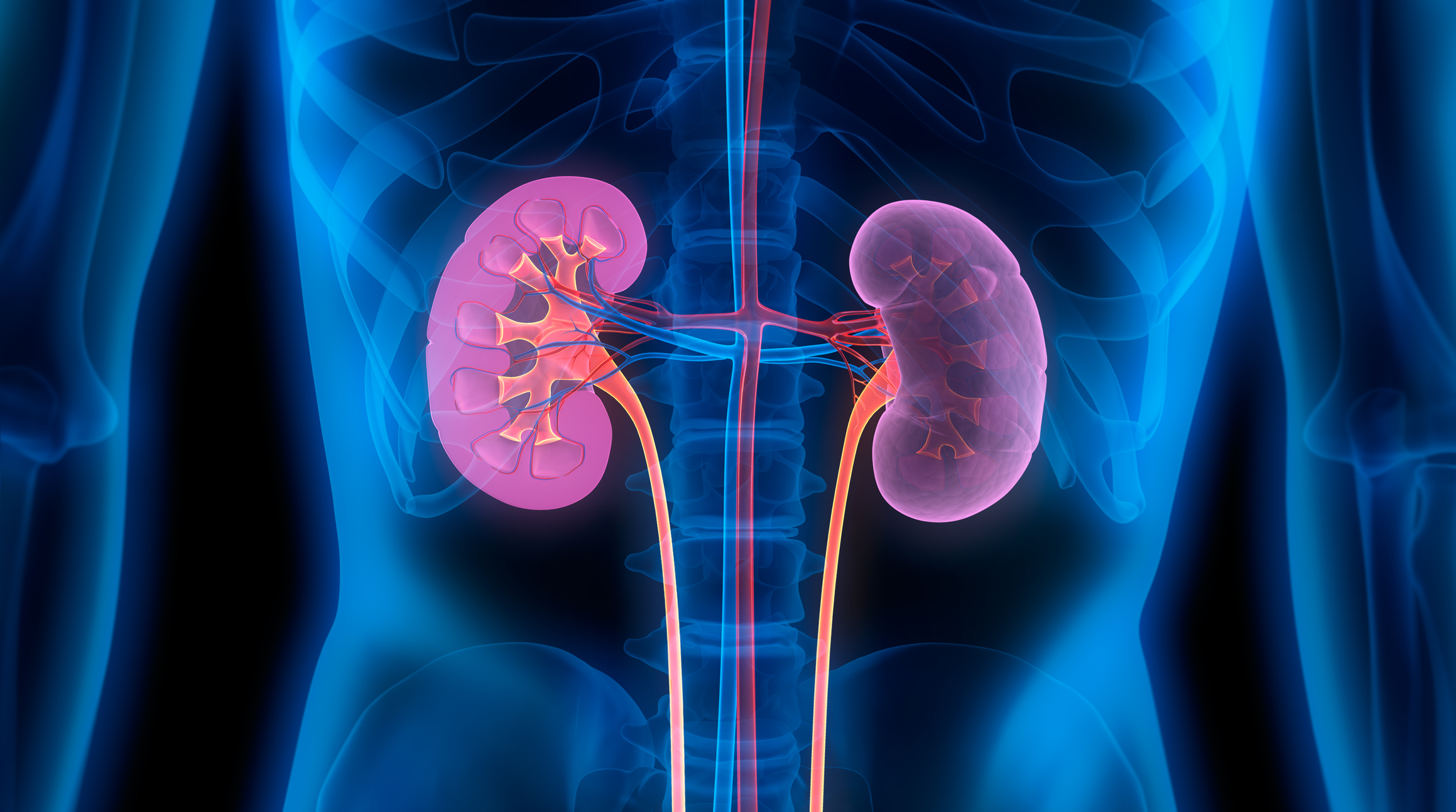 Illustration of human kidneys