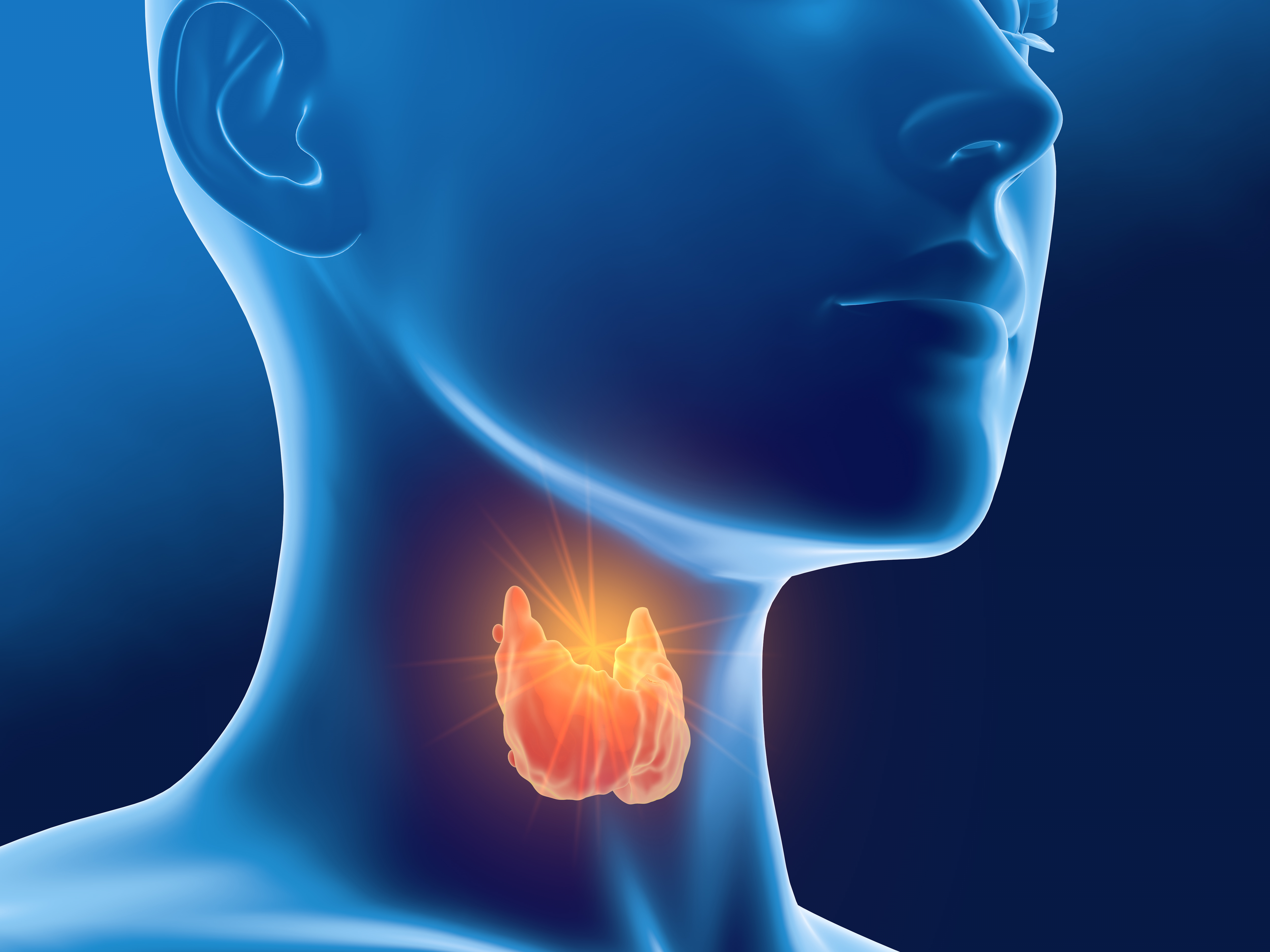 3D illustration of the thyroid gland