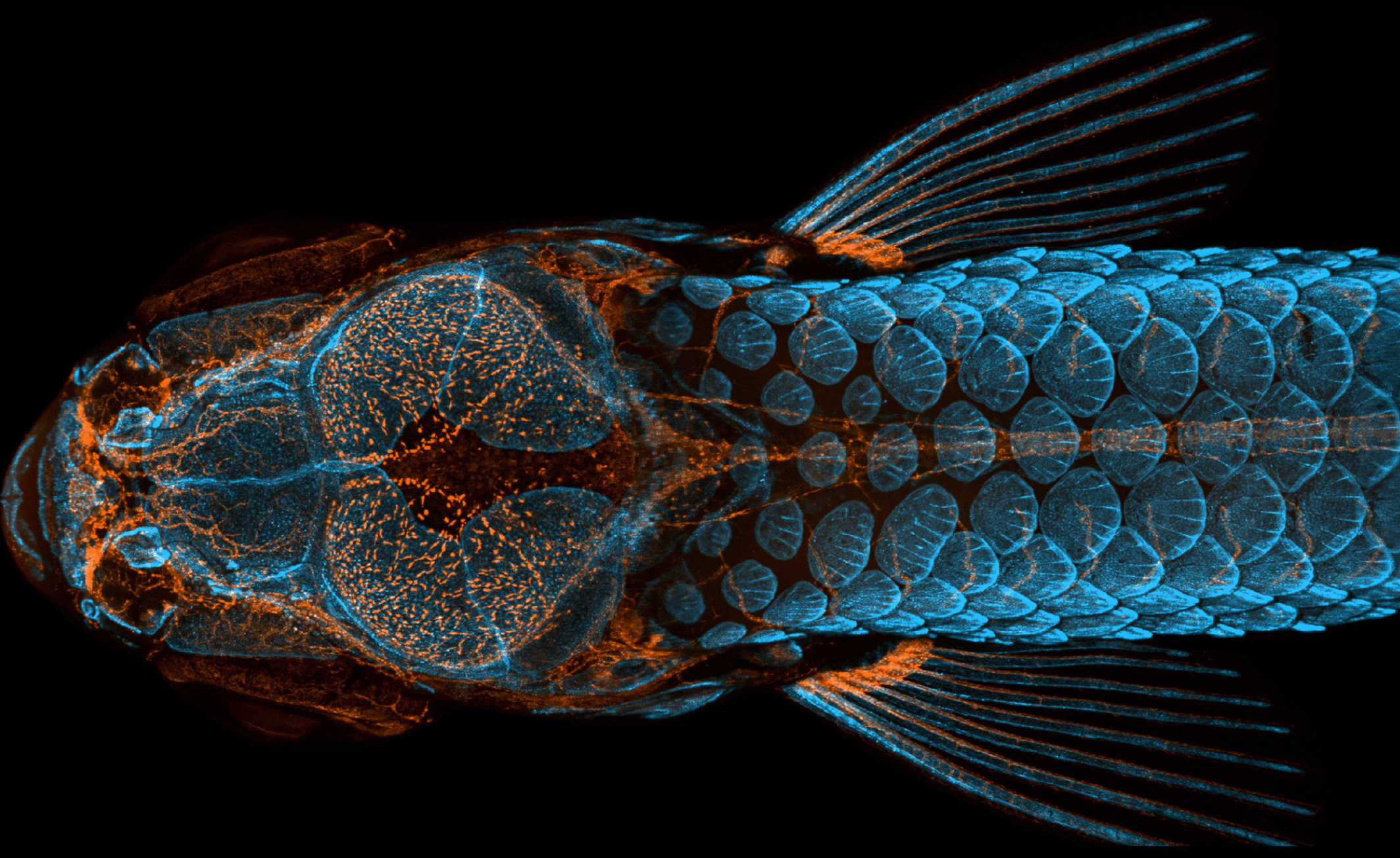 Transgenic zebrafish glowing orange and blue.