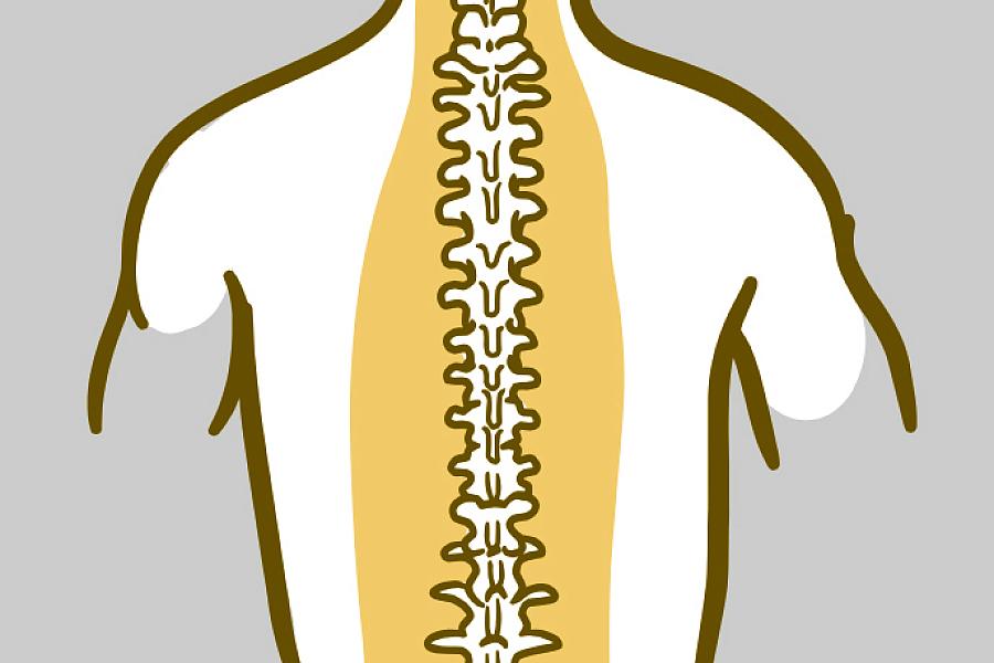 Illustration of the spinal bones.