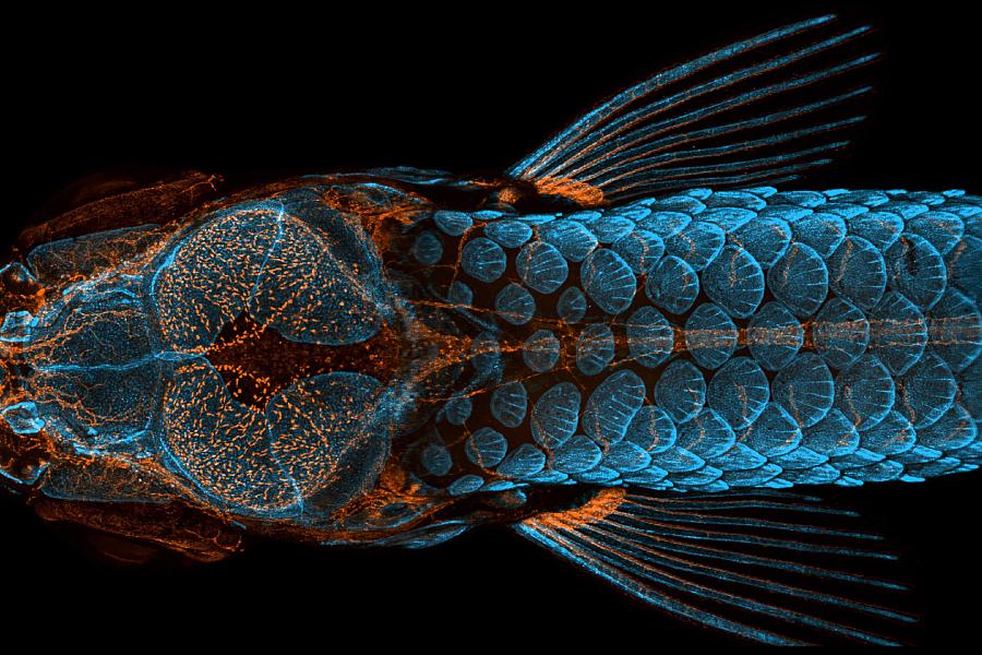 Transgenic zebrafish glowing orange and blue.